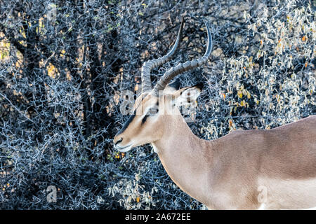 Wildlife at Etosha national park, Namibia, Africa Stock Photo