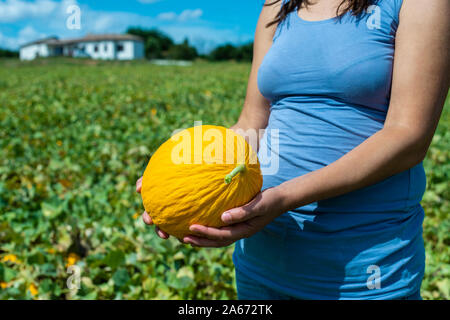 Harvest canary melons. Sunny day. Picking yellow melons in plantation. Woman hold melon in a big farm. Stock Photo