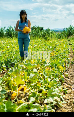 Harvest canary melons. Sunny day. Picking yellow melons in plantation. Woman hold melon in a big farm. Stock Photo