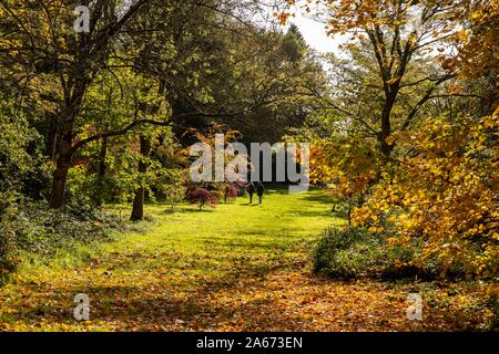 St Nicholas, Wales, UK, October 24th 2019. People enjoy the autumnal colours in the arboretum of the Dyffryn Gardens national trust site near Cardiff. Credit: Mark Hawkins/Alamy Live News Stock Photo