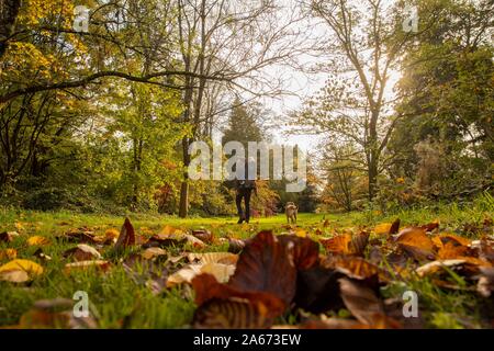 St Nicholas, Wales, UK, October 24th 2019. A man carrying a baby and walking a dog admires the autumnal colours in the arboretum of the Dyffryn Gardens national trust site near Cardiff. Credit: Mark Hawkins/Alamy Live News Stock Photo