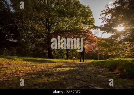 St Nicholas, Wales, UK, October 24th 2019. A man walking a dog admires the autumnal colours in the arboretum of the Dyffryn Gardens national trust site near Cardiff. Credit: Mark Hawkins/Alamy Live News Stock Photo