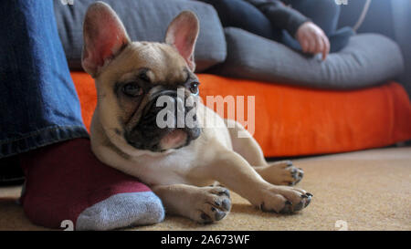 French bulldog puppy resting on owners foot Stock Photo