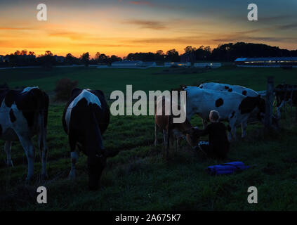 Storrs, CT USA. Sep 2019. Young female student petting young cow at campus animal barns during a nice sunset. Stock Photo