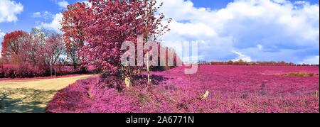 Beautiful pink infrared landscape panorama with a deep blue sky in high resolution Stock Photo