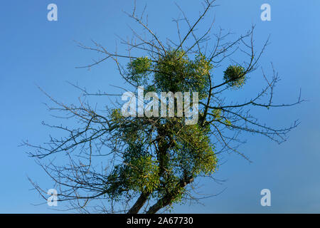 European mistletoe growing on an appletree Stock Photo