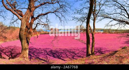 Beautiful pink infrared landscape panorama with a deep blue sky in high resolution Stock Photo