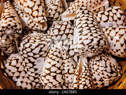 White marbled cone seashells are gathered in a basket, Oct. 6, 2019, in Apalachicola, Florida. Stock Photo