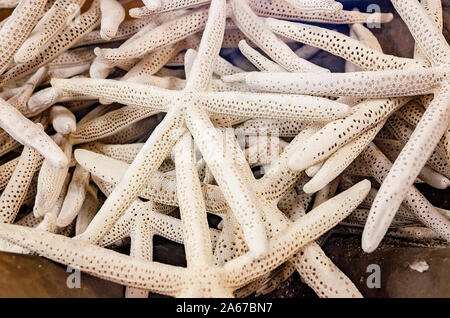 White finger starfish are sold in a basket at The Tin Shed, Oct. 6, 2019, in Apalachicola, Florida. Stock Photo