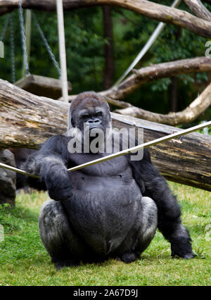 Gorilla in Kolmården Zoo.Photo Jeppe Gustafsson Stock Photo