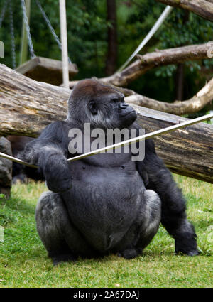 Gorilla in Kolmården Zoo.Photo Jeppe Gustafsson Stock Photo