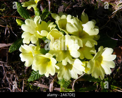 primrose, Stängellose Schlüsselblume, szártalan kankalin, Primula vulgaris Stock Photo