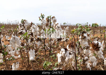 Closeup of cotton plant during harvest in Mato Grosso farm plantation, Brazil. Concept of production, agriculture, sustainability, economy. Stock Photo