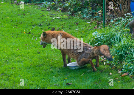 Red fox [Vulpes vulpes] scent marking food bowl.  Some patches of sarcoptic mange.  London, UK. Stock Photo
