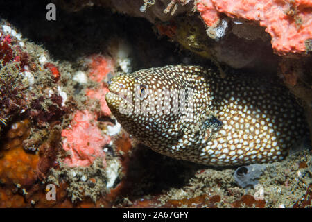 Whitemouth moray eel [Gymnothorax meleagris].  Lembeh Strait, North Sulawesi, Indonesia.  Indo-Pacific. Stock Photo