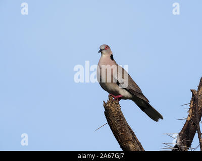 Mourning collared dove, or African mourning dove, Streptopelia decipiens,   Single bird on branch, Kenya, September 2019 Stock Photo