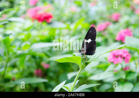 Antiochus Longwing (Heliconius antiochus) in a Colombian sunny garden of pink flowers Stock Photo