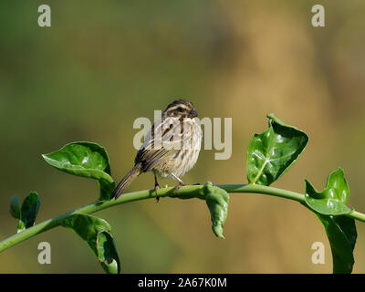 Streaky seedeater, Serinus striolatus, Single bird on branch, Kenya, September 2019 Stock Photo