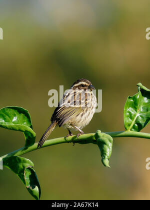 Streaky seedeater, Serinus striolatus, Single bird on branch, Kenya, September 2019 Stock Photo