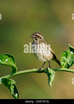 Streaky seedeater, Serinus striolatus, Single bird on branch, Kenya, September 2019 Stock Photo