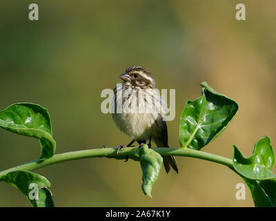 Streaky seedeater, Serinus striolatus, Single bird on branch, Kenya, September 2019 Stock Photo