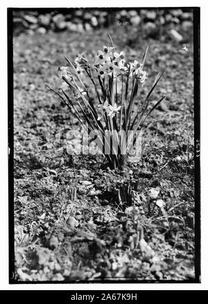 Palestinian Roses Wild flowers of Palestine. 'Rose of Sharon' (Narcissus Tazetta L). 1900 ...