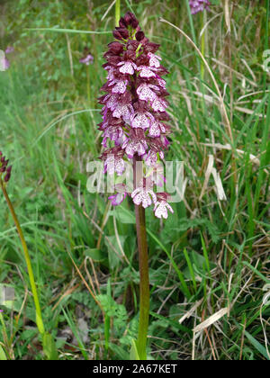 lady orchid, Purpur-Knabenkraut, Orchis purpurea, bíboros kosbor Stock Photo