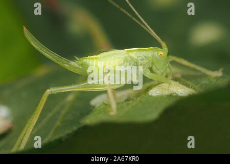Juvenile female Oak Bush cricket (Meconema thalassinum) resting on oak leaf. Tipperary, Ireland Stock Photo