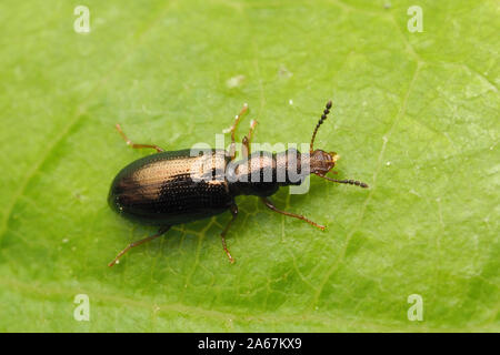 Narrow-waisted bark beetle in the family Salpingidae at rest on oak leaf. Tipperary, Ireland Stock Photo