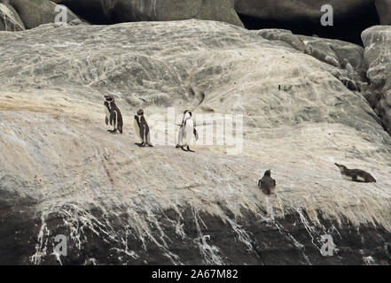 Humboldt Penguin (Spheniscus humbouldti) adults resting on rock  Valparaiso, Chile Stock Photo