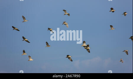 Bando de Martinetes sobrevolando el humedal del Parque Nacional de Doñana. Huelva. Andalucia. España. Europa Stock Photo
