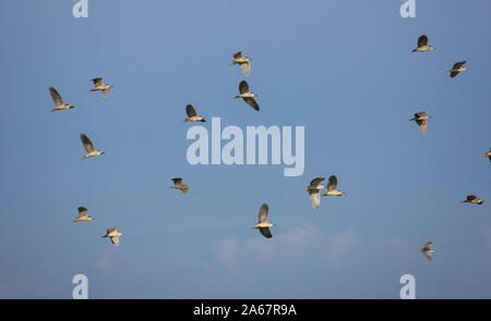 Bando de Martinetes sobrevolando el humedal del Parque Nacional de Doñana. Huelva. Andalucia. España. Europa Stock Photo