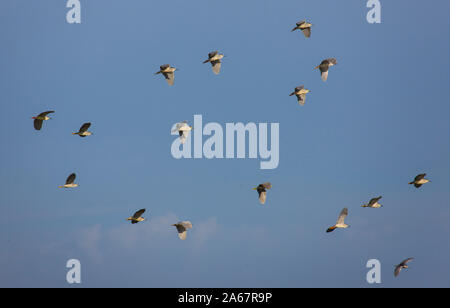 Bando de Martinetes sobrevolando el humedal del Parque Nacional de Doñana. Huelva. Andalucia. España. Europa Stock Photo