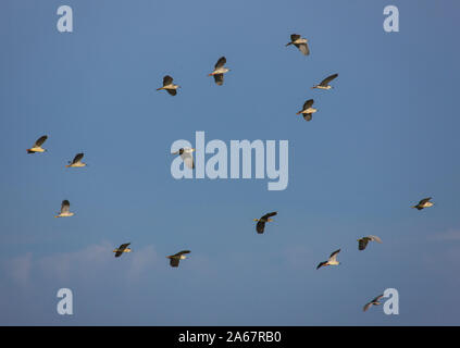 Bando de Martinetes sobrevolando el humedal del Parque Nacional de Doñana. Huelva. Andalucia. España. Europa Stock Photo