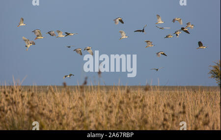Bando de Martinetes sobrevolando el humedal del Parque Nacional de Doñana. Huelva. Andalucia. España. Europa Stock Photo