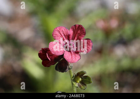 Cynoglossum montanum - wild flower Stock Photo