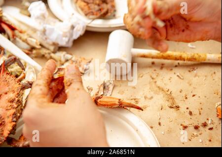 Students participate in a crab feast with the traditional Maryland dish of blue crabs, on the Homewood Campus of the Johns Hopkins University in Baltimore, Maryland, May 21, 2010. From the Homewood Photography collection. () Stock Photo