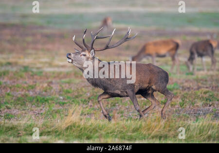 Male Stag Red deer in the rutting season. Stock Photo