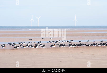 Eurasian oystercatcher, Haematopus ostralegus, roosting at low tide with wind turbines at sea, West Kirby beach, Wirral, British Isles Stock Photo