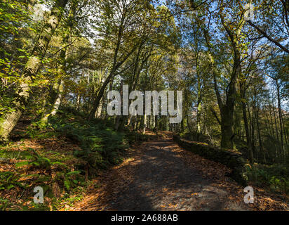 A multi image panorama of a wall worn track leading through fallen leaves and large trees beside Lake Windermere. Stock Photo