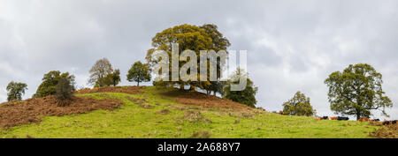 Cows relax on the rolling hills next to Lake Windermere seen in a multi image panorama. Stock Photo