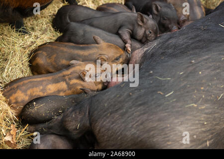 Brood of mini pigs. Many little black and brown striped piglets being  feeding Stock Photo