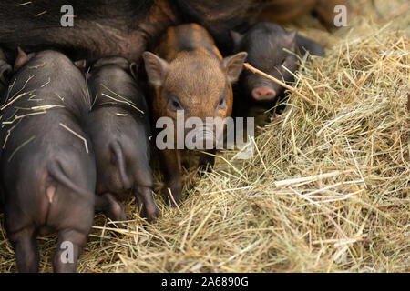 Brood of mini pigs. Many little piglets are feeding and one piglet is going off. Stock Photo