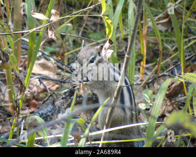 Siberian chipmunk common chipmunk eating some food Stock Photo