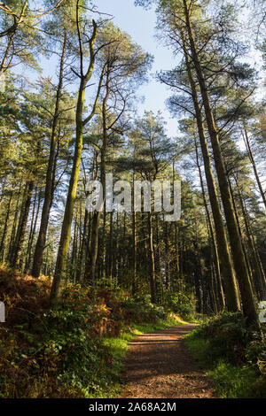 Tall pine trees tower above a pathway through Beacon Fell Country Park in Lancashire during October 2019. Stock Photo