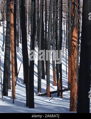 A forest of burnt trees in snow.  Blackened, chard trees left standing from the Gnarl Ridge Firer standout against a white snow covered ground. Stock Photo
