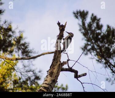 Stripe breasted grey woodpecker bird on dry tree Stock Photo