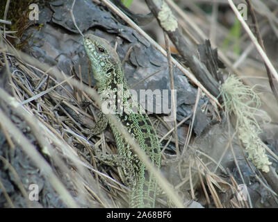 Green lizard on grass and forest in Siberia Stock Photo