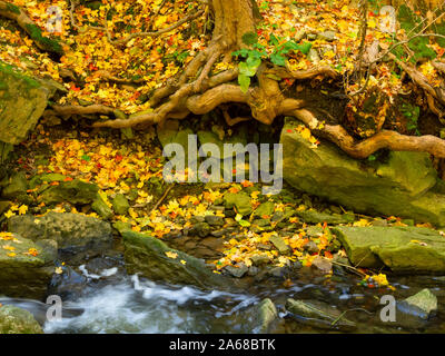 Fallen leaves and tree roots, Tiffany Creek, Ancaster, Ontario Stock Photo