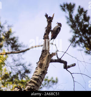 Stripe breasted grey woodpecker on dry tree Stock Photo